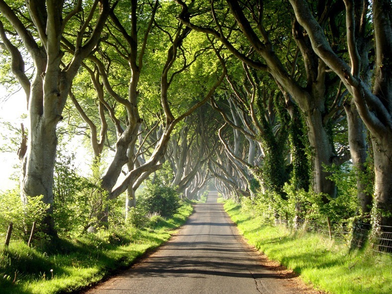 The Dark Hedges in for Game of Thrones fans.