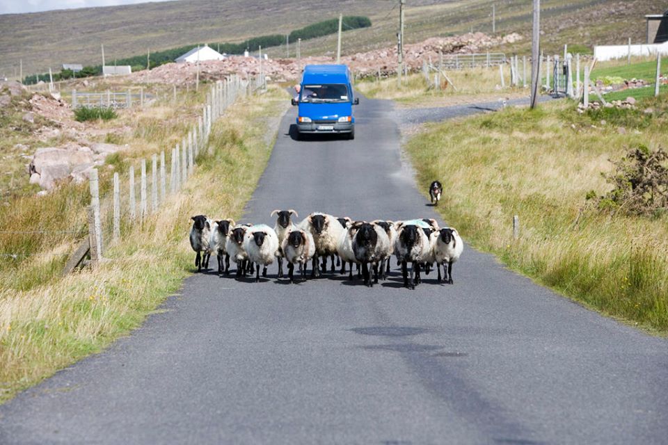 Situations that only happen when driving in Ireland include a sheep roadblock
