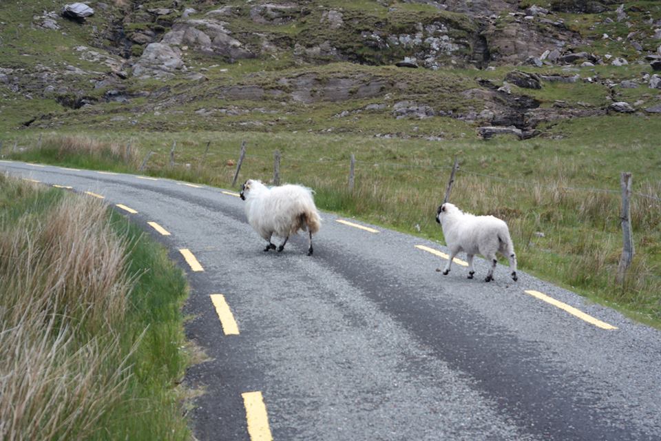 caoimh Irish roads