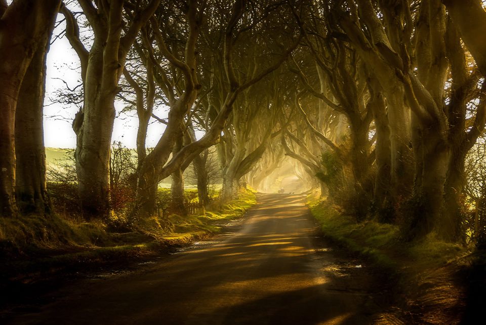 The Dark Hedges is one of the most magical places in Ireland that are straight out of a fairy tale.