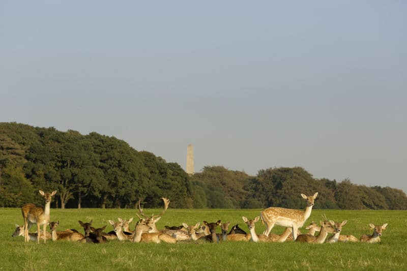 10 fun yet free things to do around Dublin on a sunny day include seeing the deer at Phoenix Park