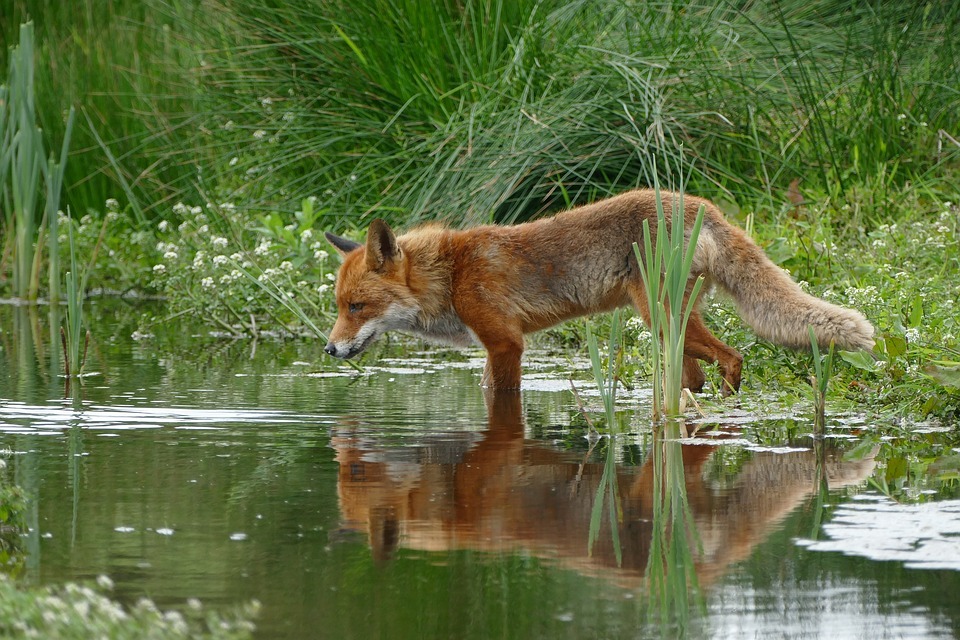 The red fox is one of the top 10 animal species native to Ireland