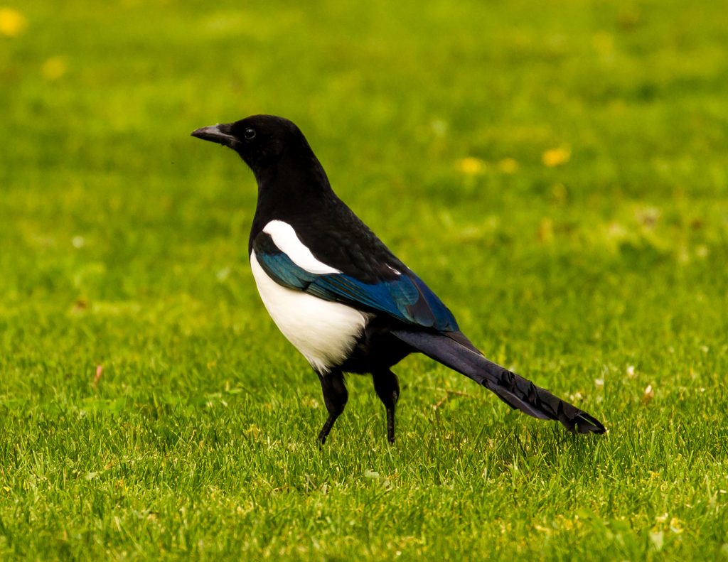 Magpies and the mis/fortune they bring all come from superstitions us Irish hold, a definite Irish custom you need to know before visiting Ireland.