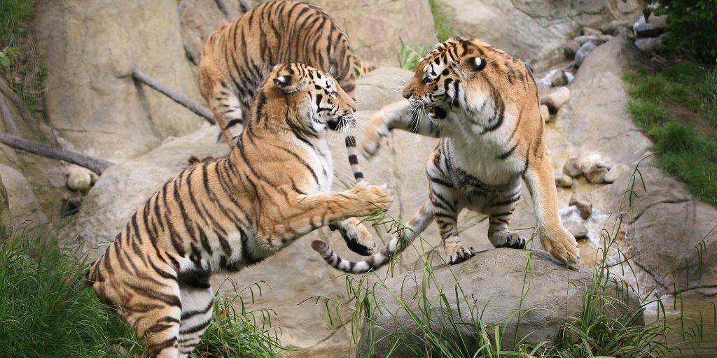 Dublin Zoo is on our Dublin bucket list of 25 things to see and do in Dublin