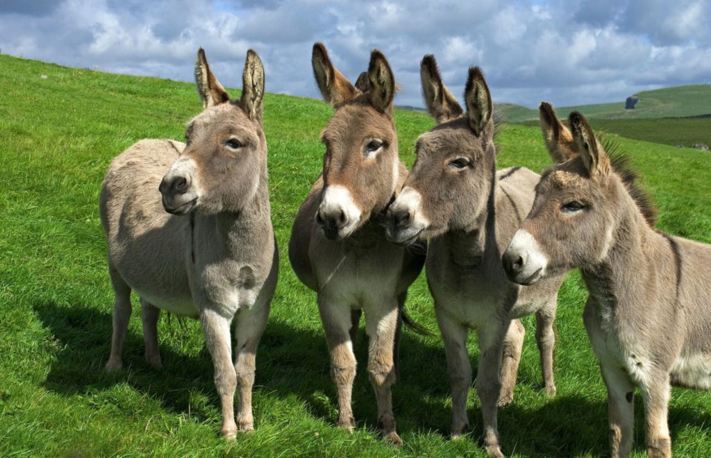 The Donkey Sanctuary is one of the best fun things to do in Cork with kids.