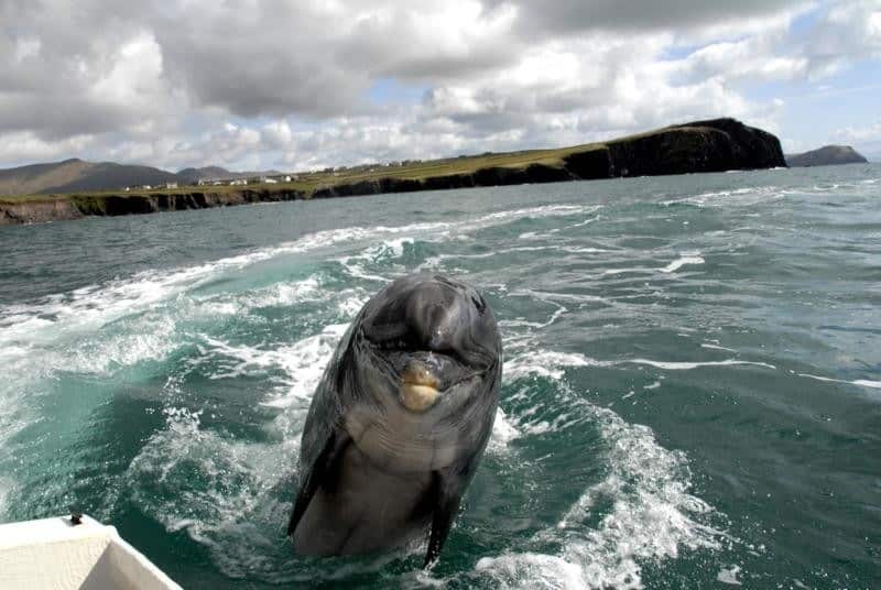 Another of the best things to do in Dingle is pay a visit to Fungie to dolphin.