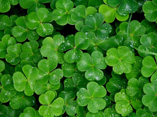 The luck of the Irish.
