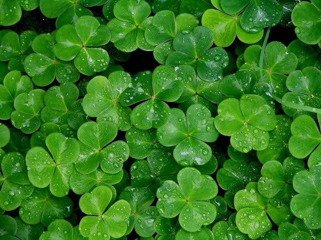 Have the Luck of the Irish Displayed in Your Home