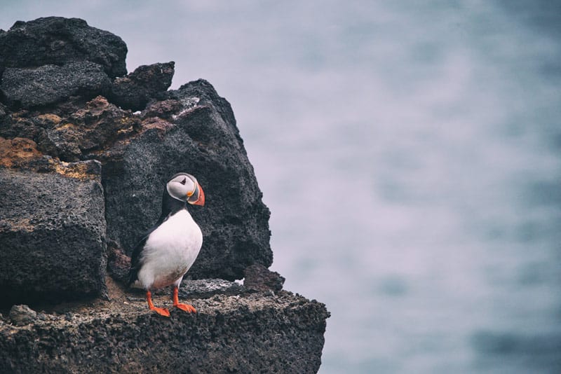 If you're wondering where to see puffins in Ireland, check out Clare Island.
