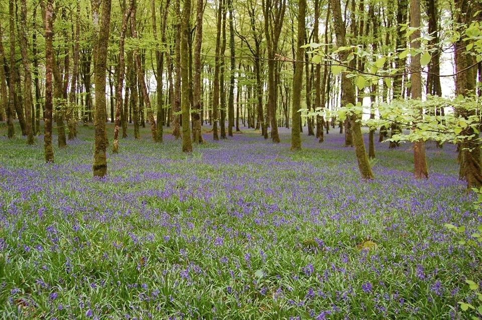 The Bluebell Wood in County Roscommon