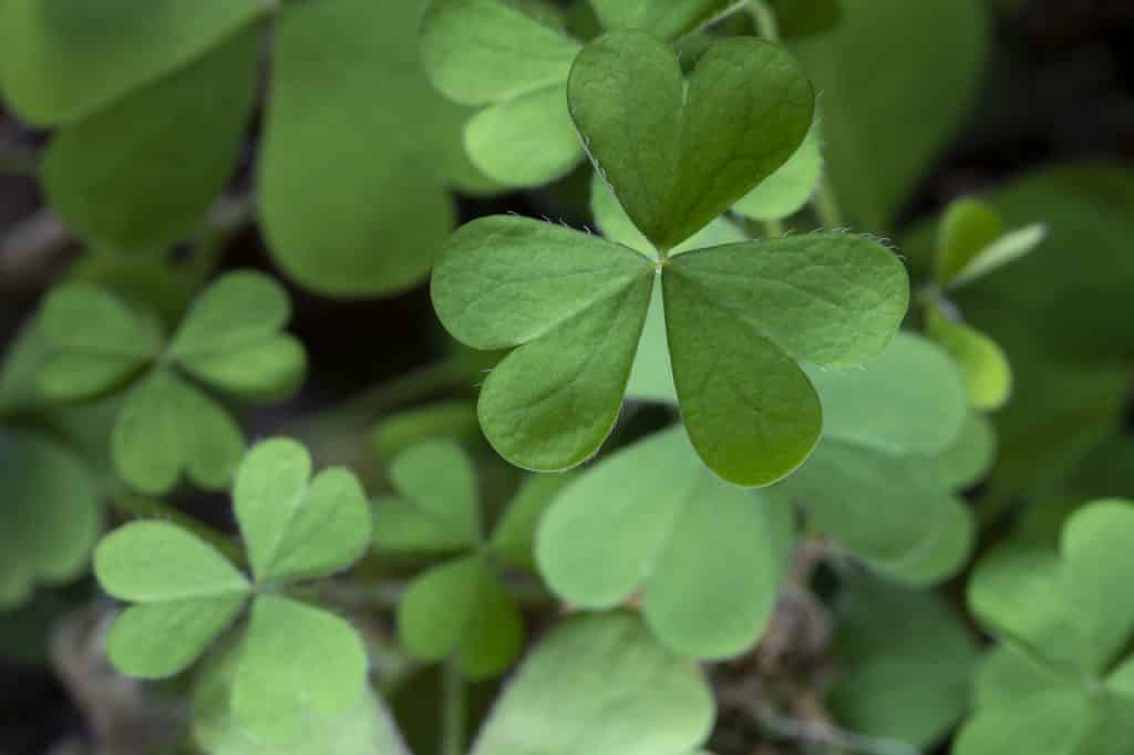 Clovers are a good Irish superstition.