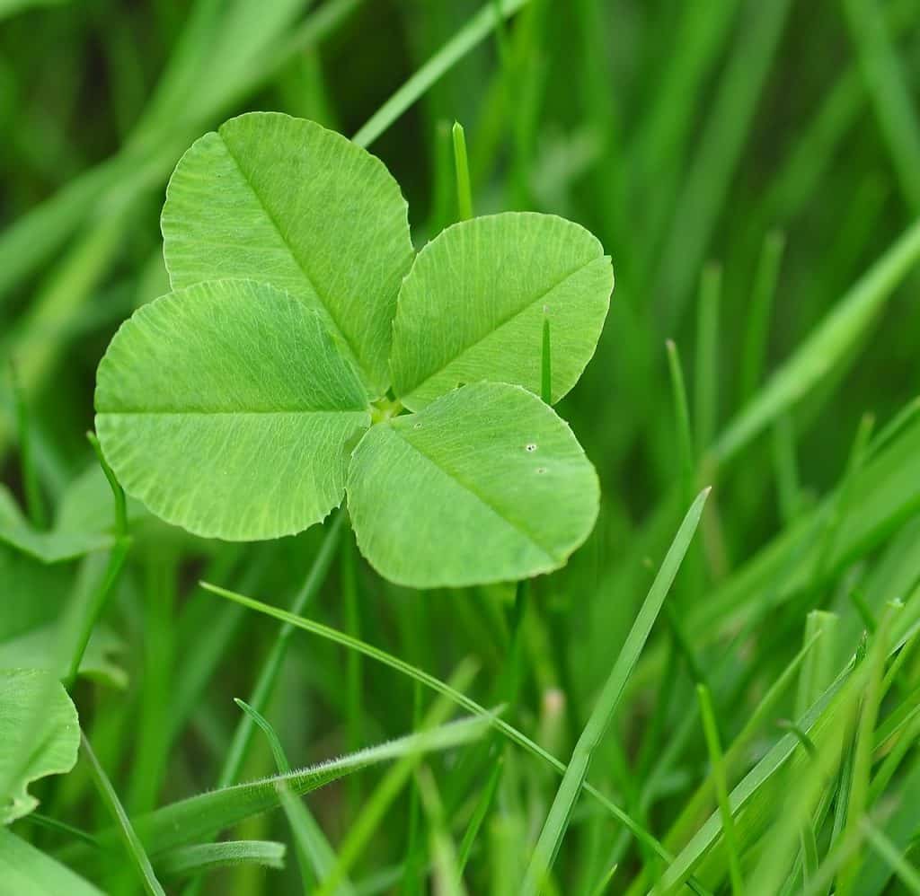 One of the top funny Irish sayings mentions four-leaf clovers