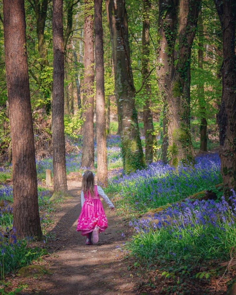 Knockbarron Wood Eco Walk is best during bluebell season in May