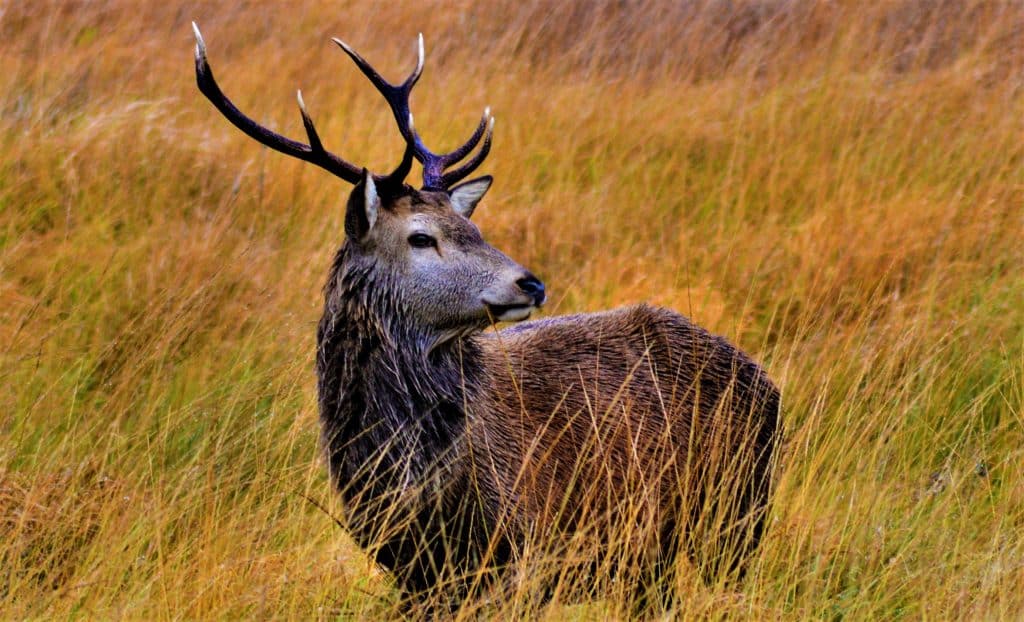 Red deer are native to the Emerald Isle