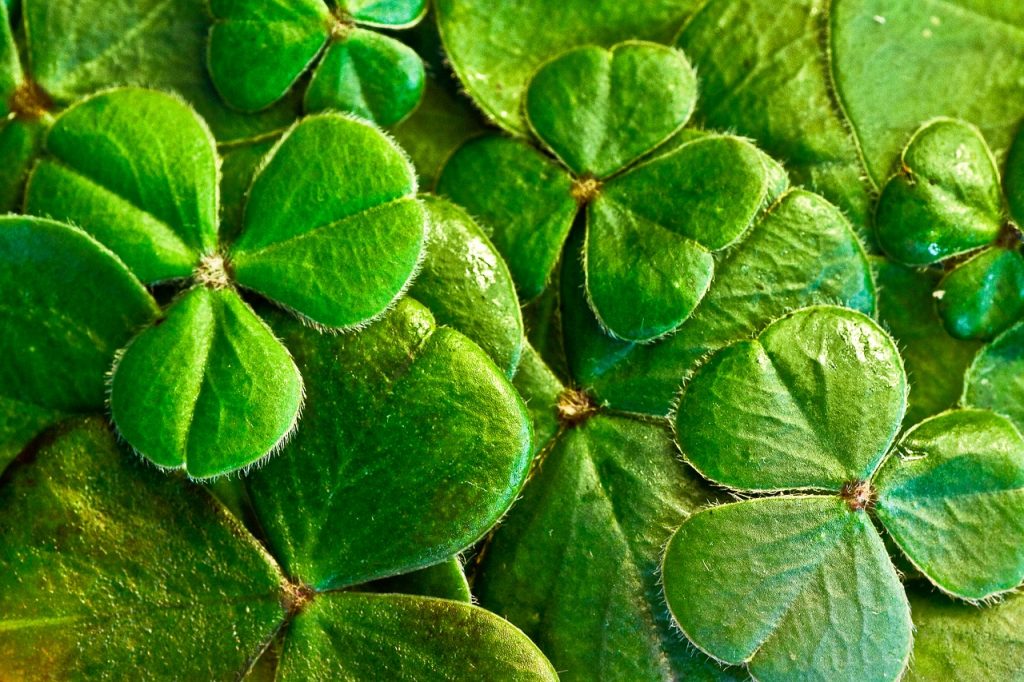 The Shamrock is a prominent symbol of Ireland.