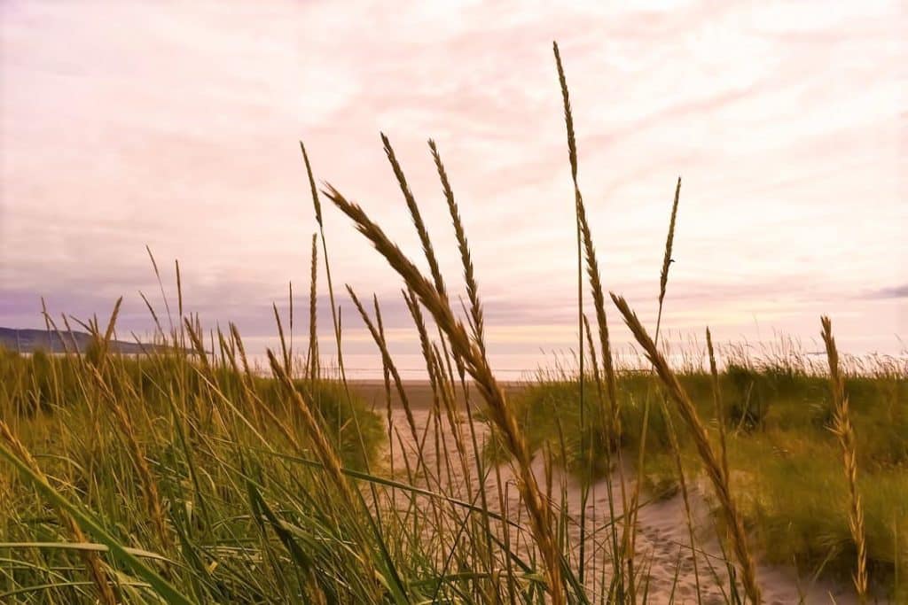Bull Island isn't far from Dublin City Centre.