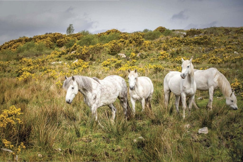 A Galway and Mayo road trip itinerary should include Connemara