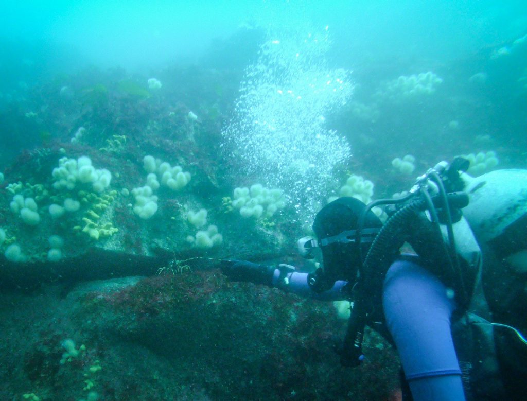 Diamond Rocks in County Clare is a top choice for divers