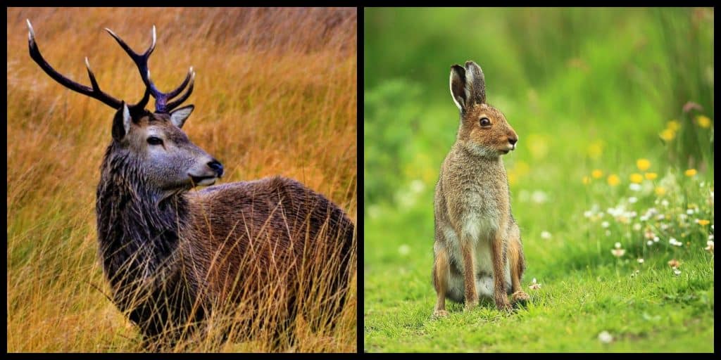 10 AMAZING animal species that are NATIVE to Ireland