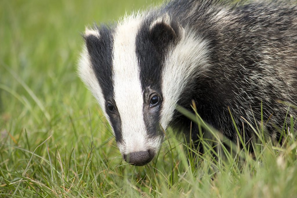 10 AMAZING animal species that are NATIVE to Ireland 10 AMAZING animal species that are NATIVE to Ireland