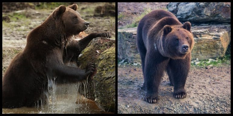Brown bears are back in Ireland after thousands of years of extinction