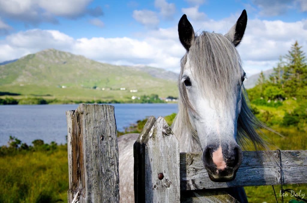 The Connemara pony is one of the top 10 animal species native to Ireland