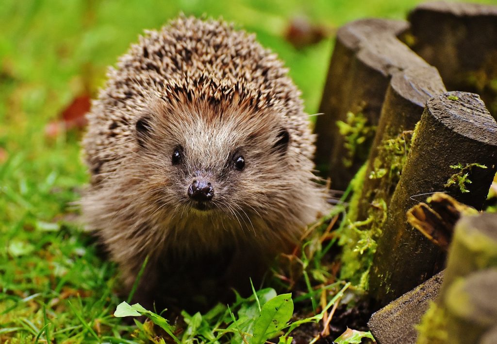 10 AMAZING animal species that are NATIVE to Ireland 10 AMAZING animal species that are NATIVE to Ireland