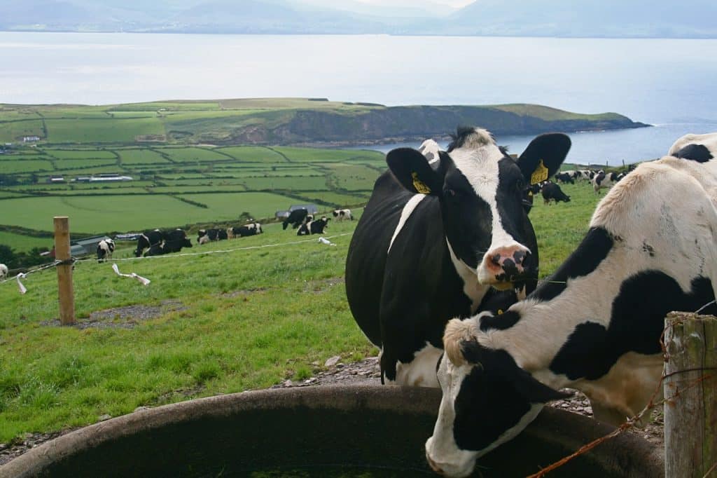 "Going bovine" is a strange phrase meaning "lowering one's standards" and one of the 32 funniest slang words from all counties of Ireland.