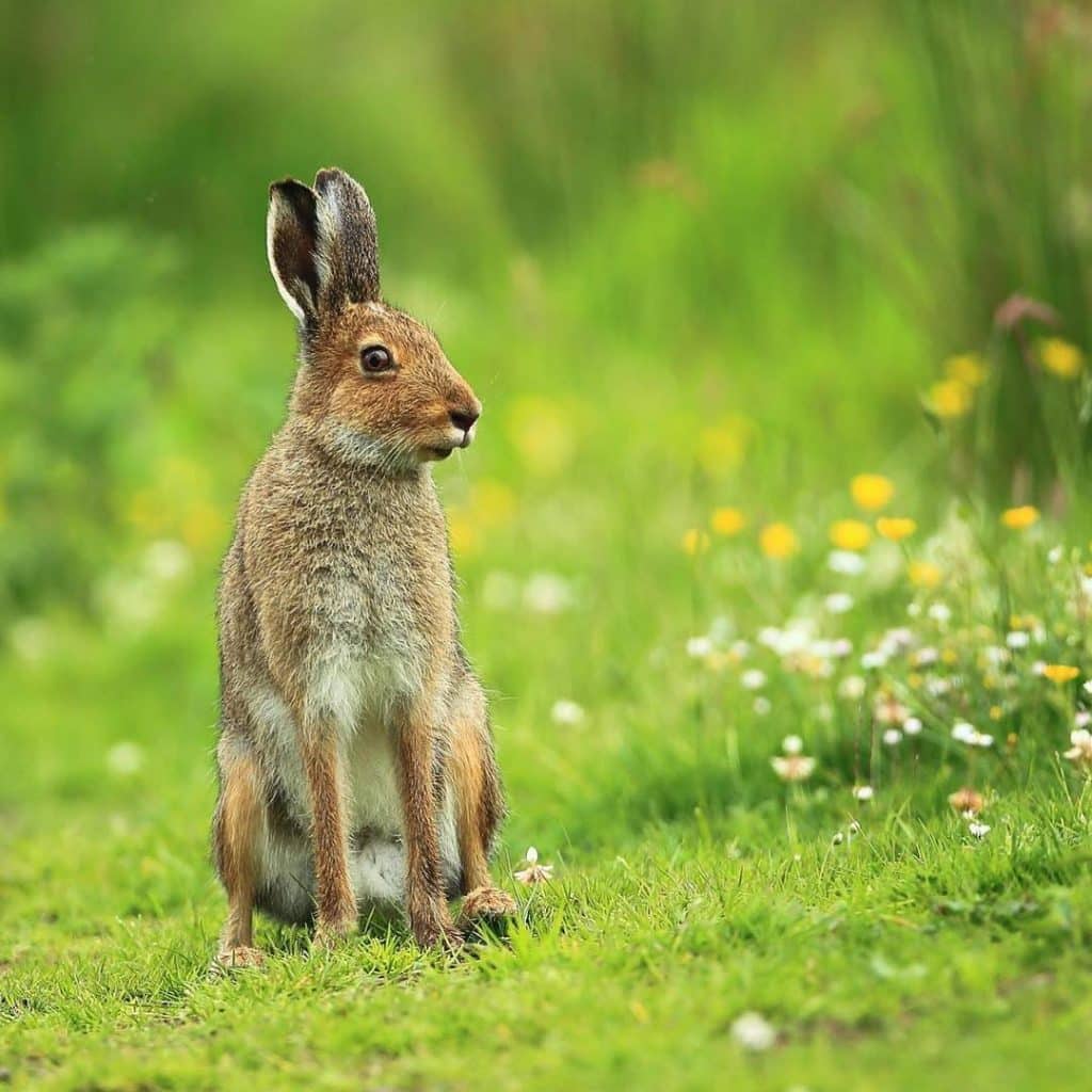 10 AMAZING animal species that are NATIVE to Ireland