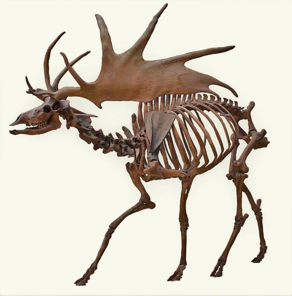 The great Irish elk is now extinct