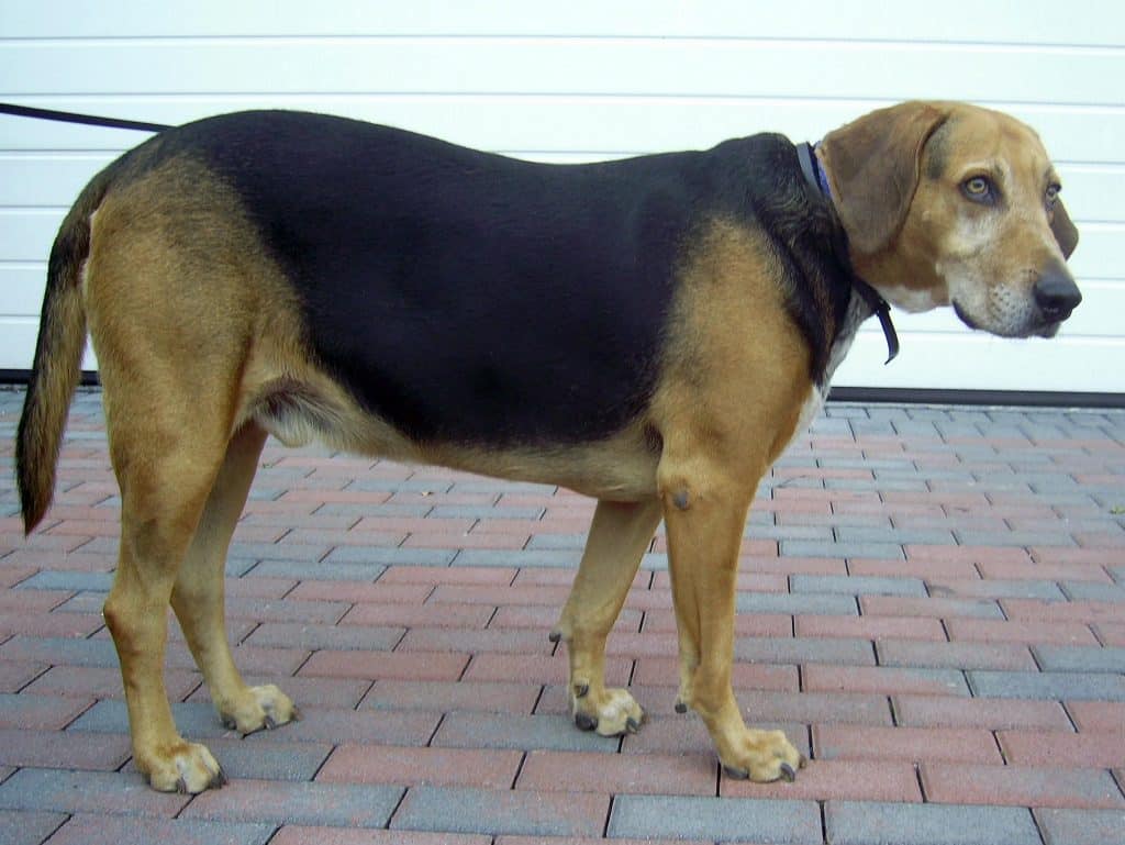 The Kerry Beagle is one of the top 10 native Irish dog breeds