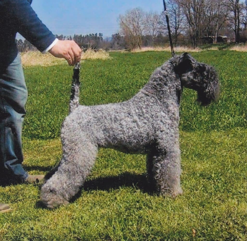 Native store irish dogs