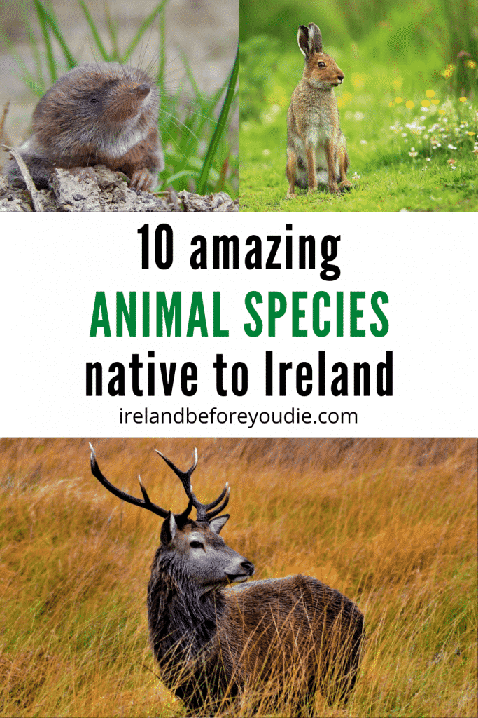 10 AMAZING animal species that are NATIVE to Ireland 10 AMAZING animal species that are NATIVE to Ireland