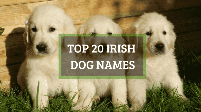 Top 20 Irish Dog Names Both Male And Female