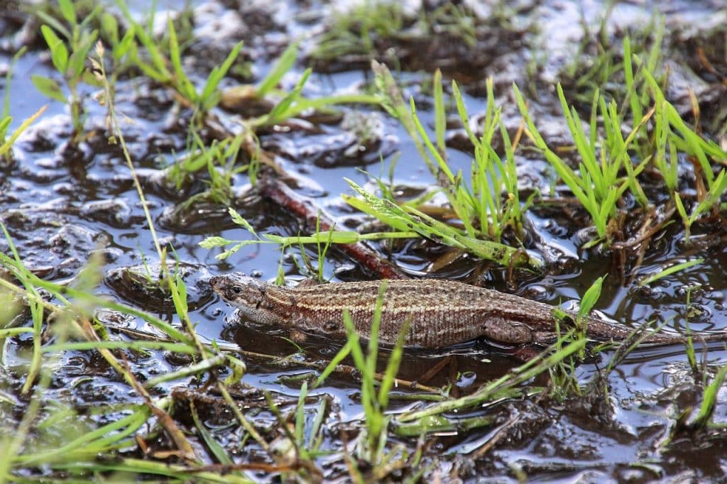 The viviparous lizard is Ireland's only lizard