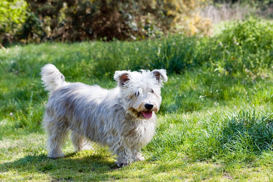 The top 20 Irish dog names include Bailey