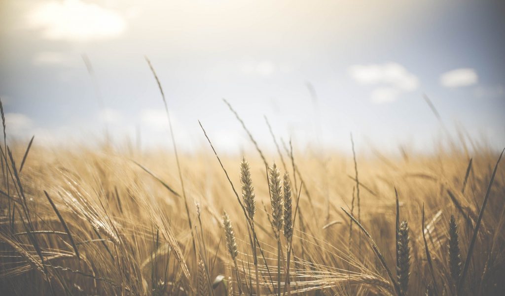 Bealtaine was all about celebrating a bountiful harvest. It was one of the traditional festivals in the ancient Irish calendar.