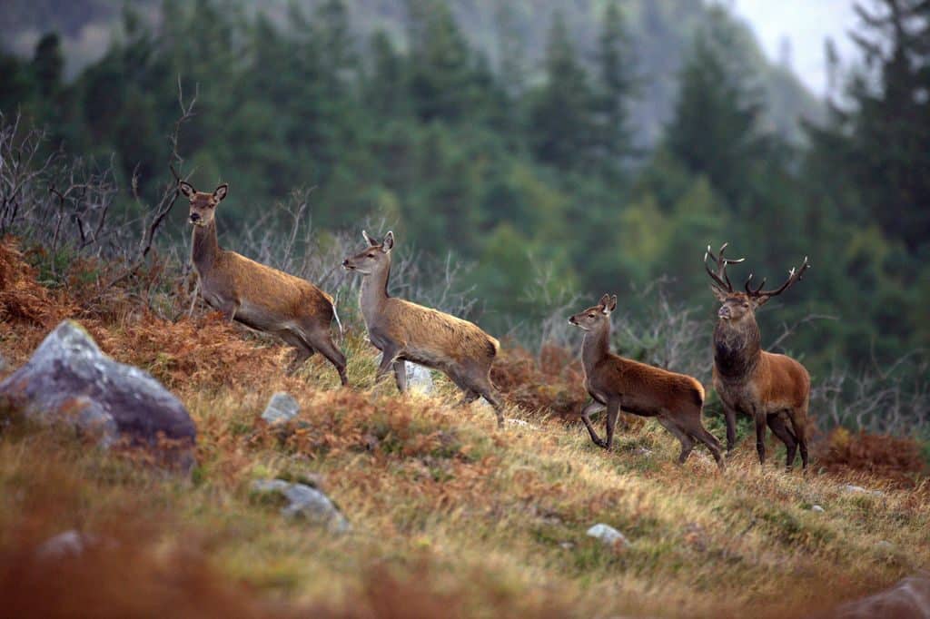 Killarney National Park is the place to see wild deer.