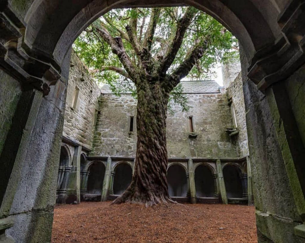 Muckross Abbey in County Kerry