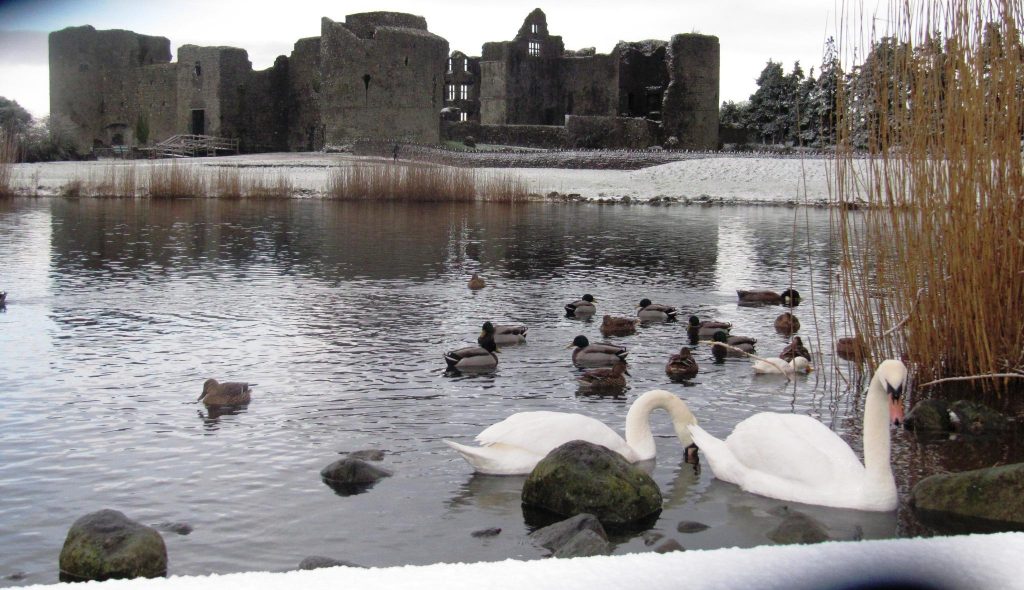 Swans enjoy the scenery at Roscommon Castle 