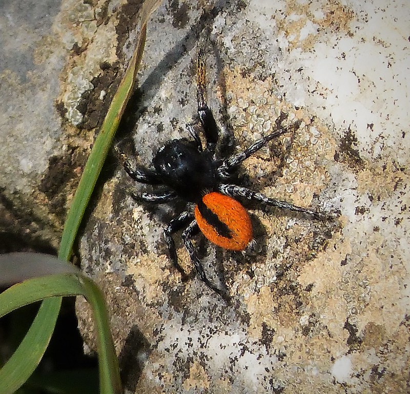 These spiders are typically found in warmer climates