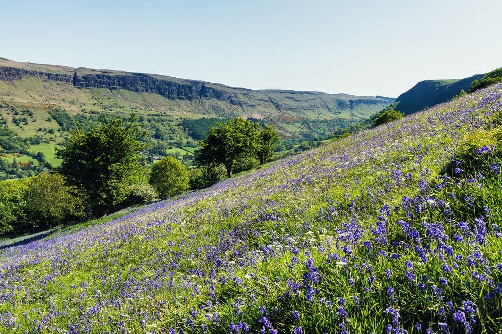 Glenariff Forest Park is another of the best things to do in Northern Ireland, its full of beauty.