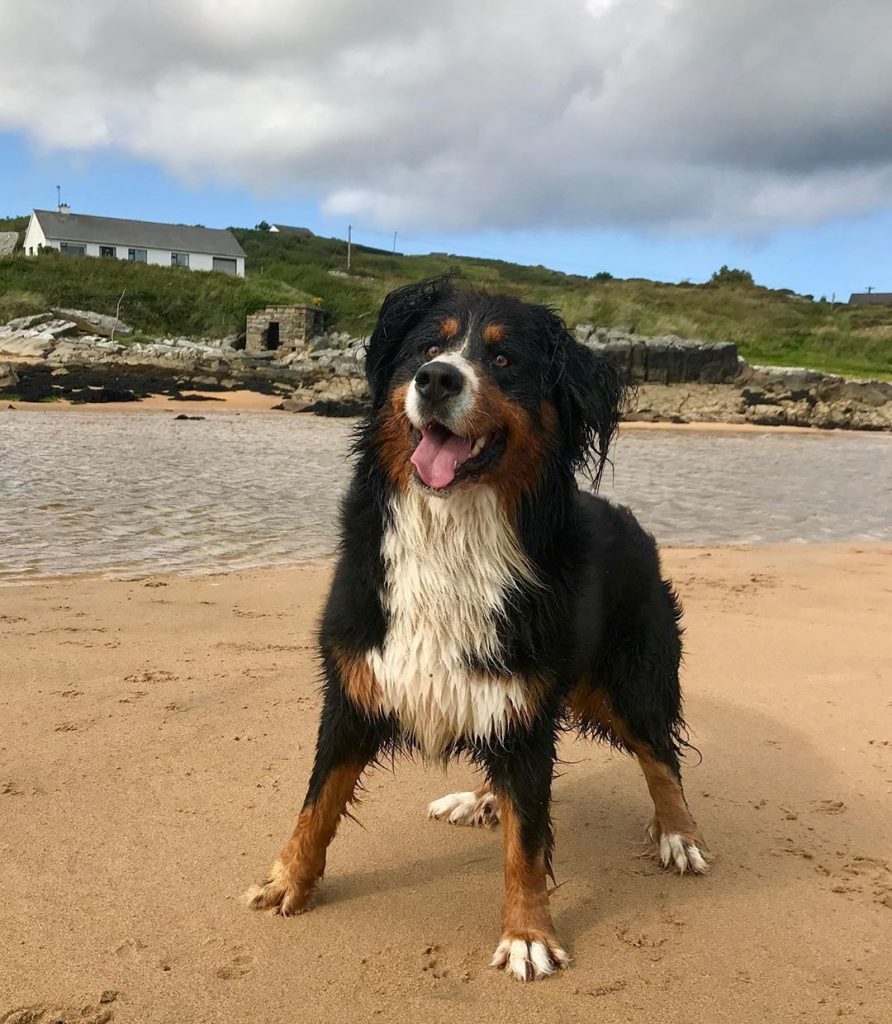 Mollie is a Bernese mountain dog enjoying County Donegal