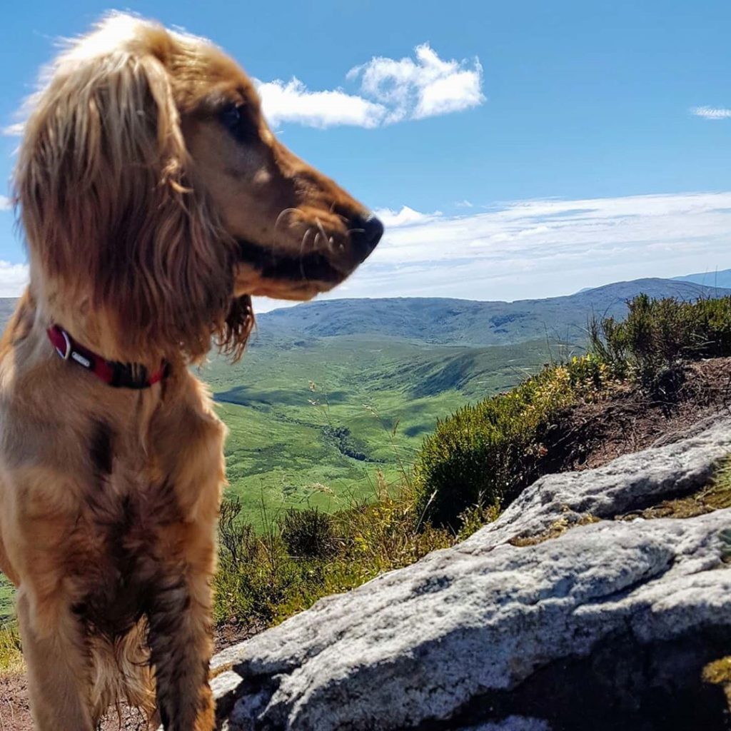 Instagram snaps of cute dogs in scenic places around Ireland include this one of Pippa at Torc Mountain