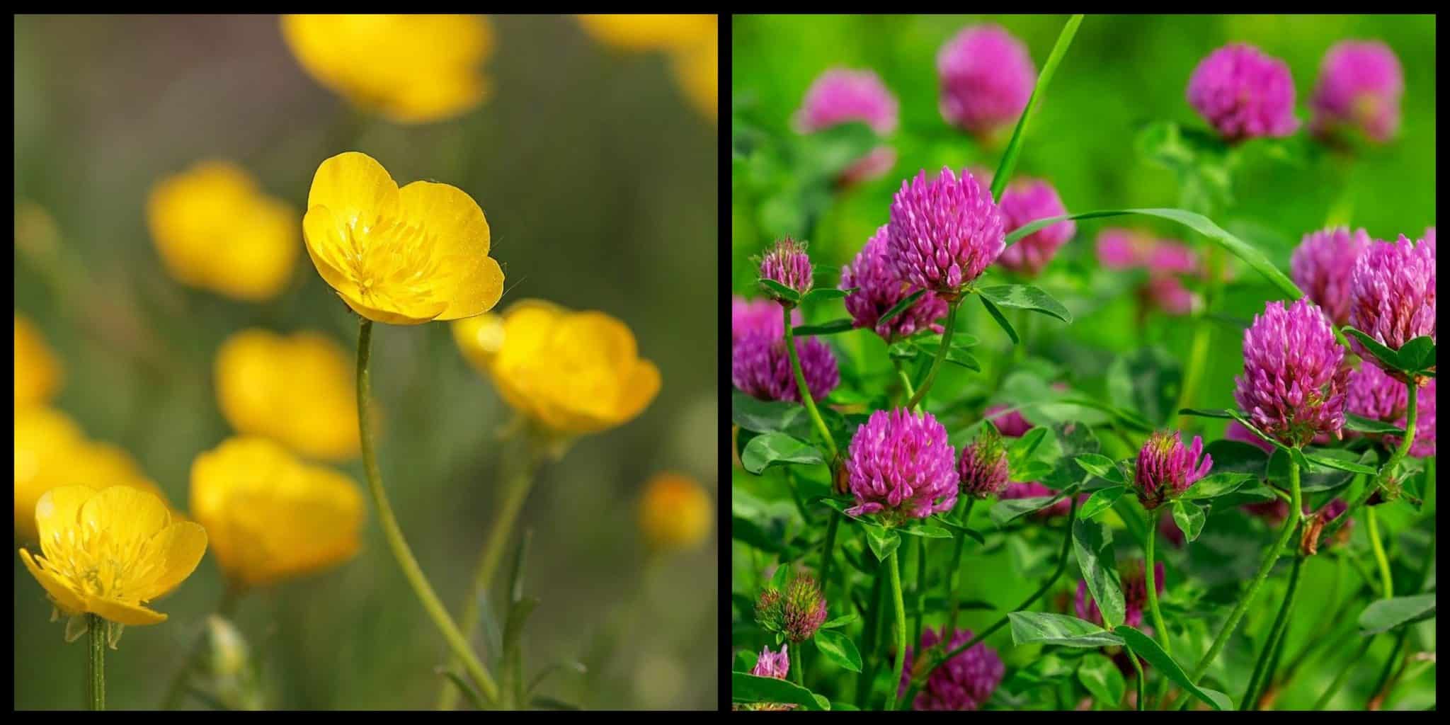 10 Beautiful Native Irish Wildflowers To Look For This Spring And Summer 10 Beautiful Native Irish Wildflowers To Look For This Spring And Summer