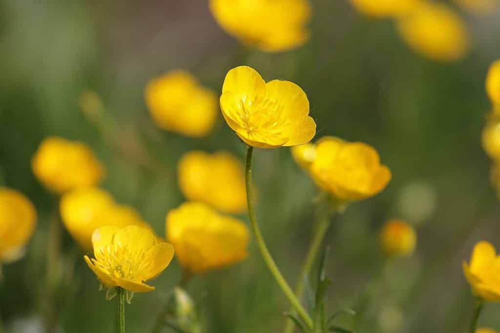 The meadow and creeping buttercup is a common native gem known to many people and one of our top picks for native Irish wildflowers.