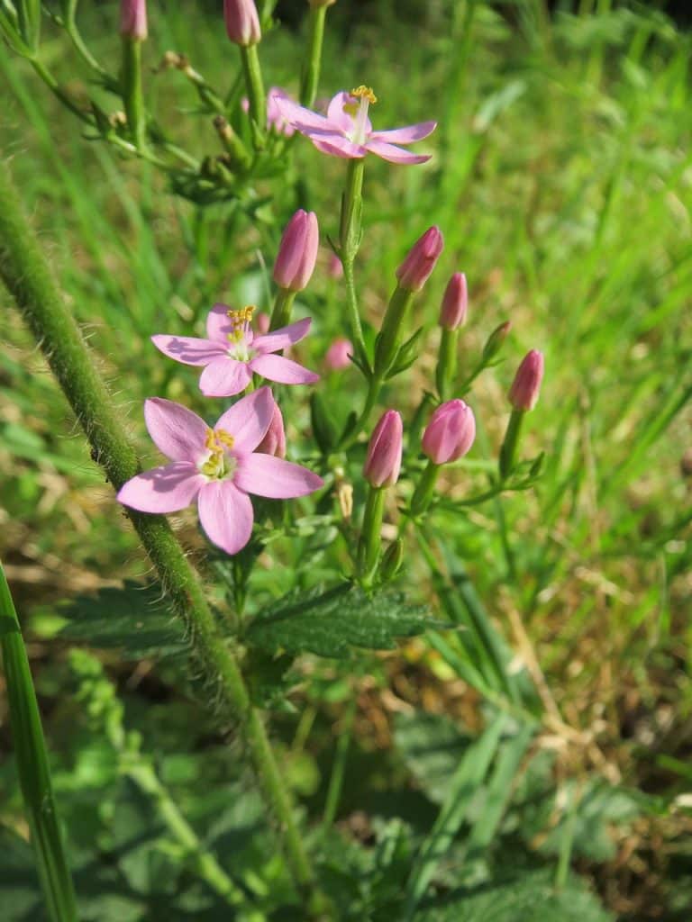 10 beautiful native Irish wildflowers to look for this spring and