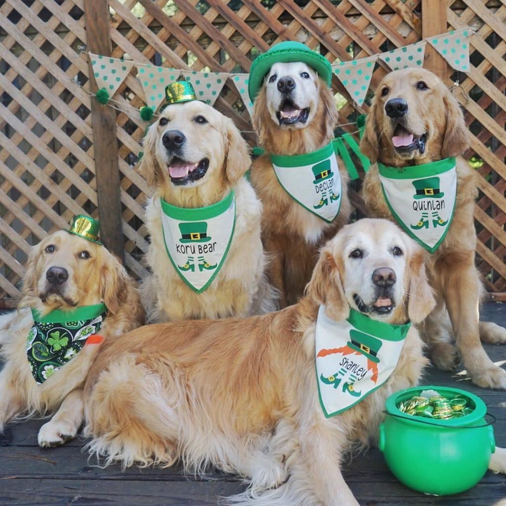 These dogs are dressed up for St Patrick's Day in the most stylish way.