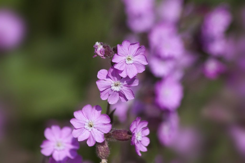 Another of the top native Irish wildflowers is the red campion, a woodland wildflower.