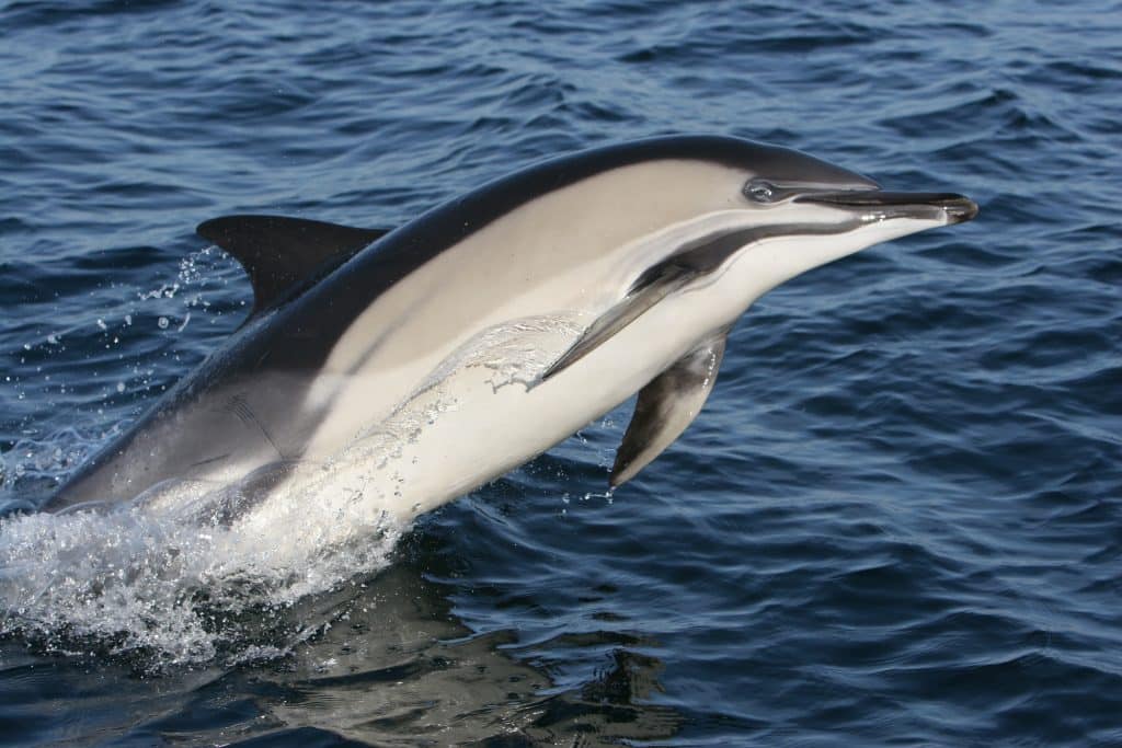 Seeing whales and dolphins is another of the best things to do in West Cork.